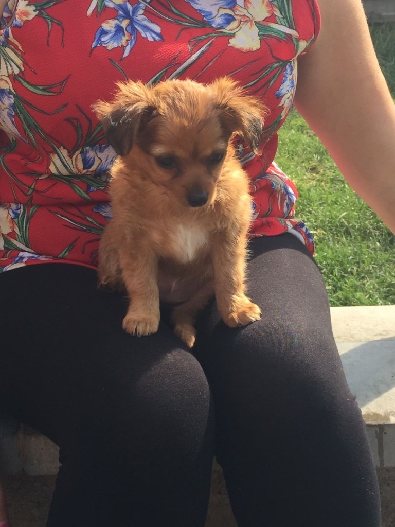 Small mixed breed puppies for sale in South East London, London Gumtree