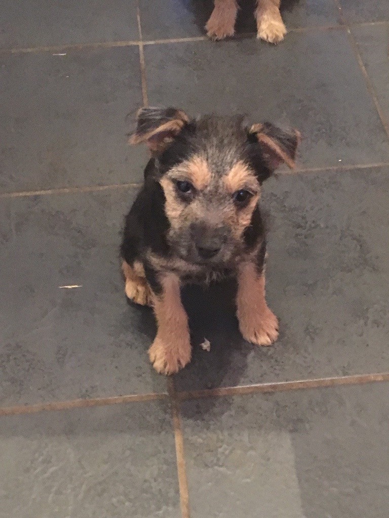 Patterdale border lakeland cross in Ryton, Tyne and Wear Gumtree
