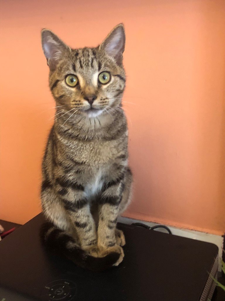 cute male junior tabby cat for sale in Cricklewood, London Gumtree
