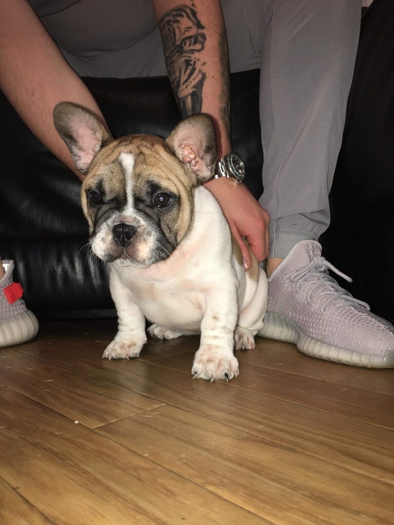 2 French bulldog puppies for sale in East End, Glasgow Gumtree