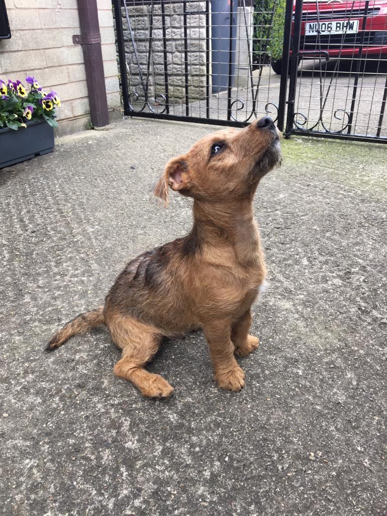 Patterdale x border terrier in Rawmarsh, South Yorkshire Gumtree