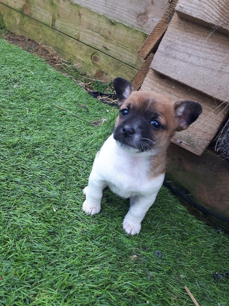 Puppies shih tzu cross chihuahua in Lanark, South Lanarkshire Gumtree