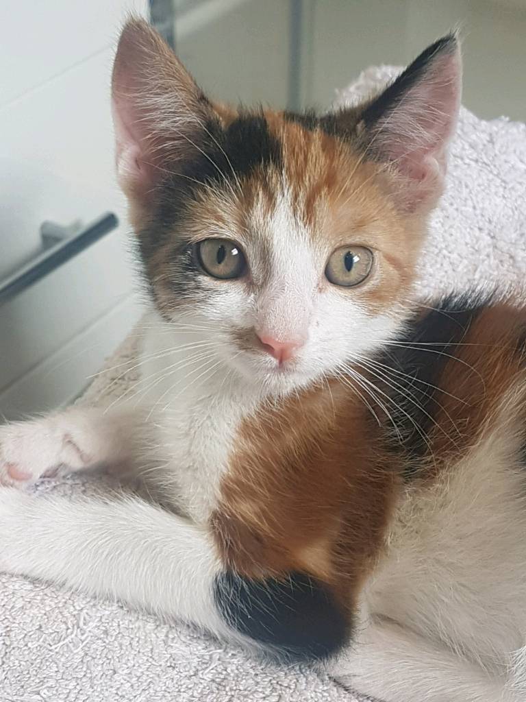 Unique orange ginger black and white girl female kitten cat part bombay