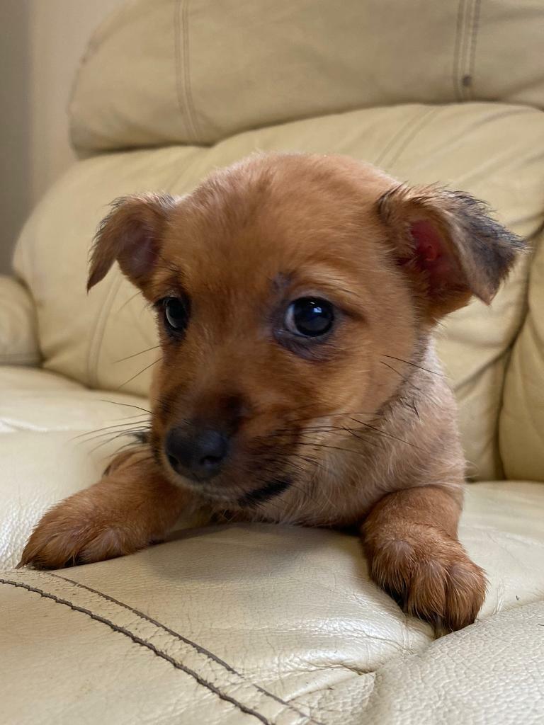 Pomeranian cross Jack Russell see in Chippenham, Wiltshire Gumtree