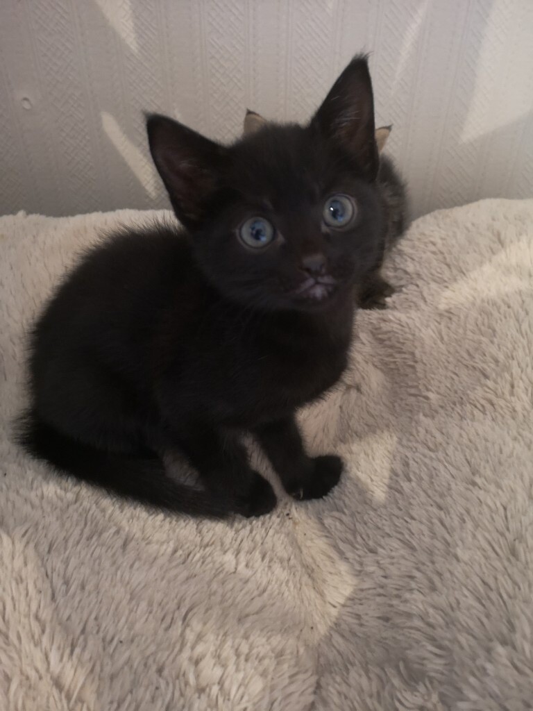 black kitten for sale*** Ready now *** in Romiley