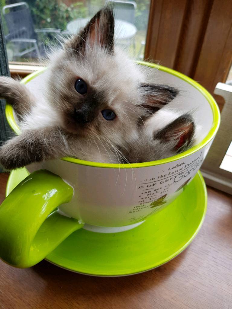 Ragdoll kittens for sale in Irlam, Manchester Gumtree