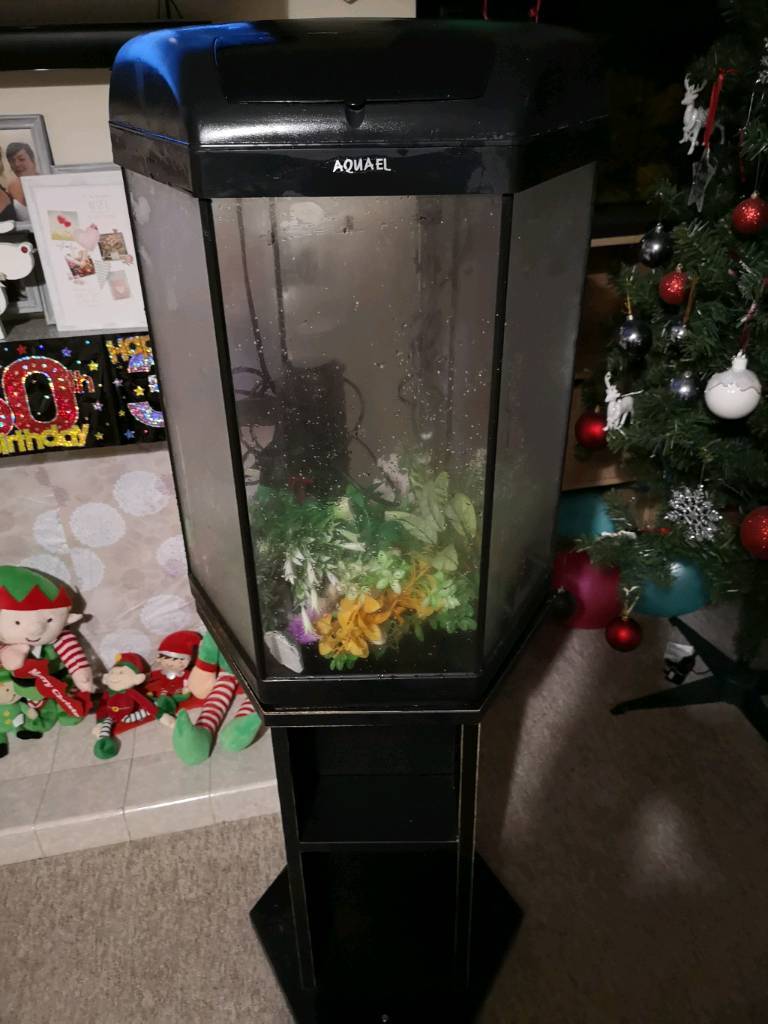 aquael-60l-fish-tank-in-martham-norfolk-gumtree