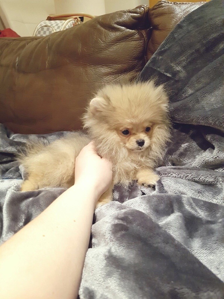 Amazing super cute XXS size teacup Pomeranian boy in Angel, London