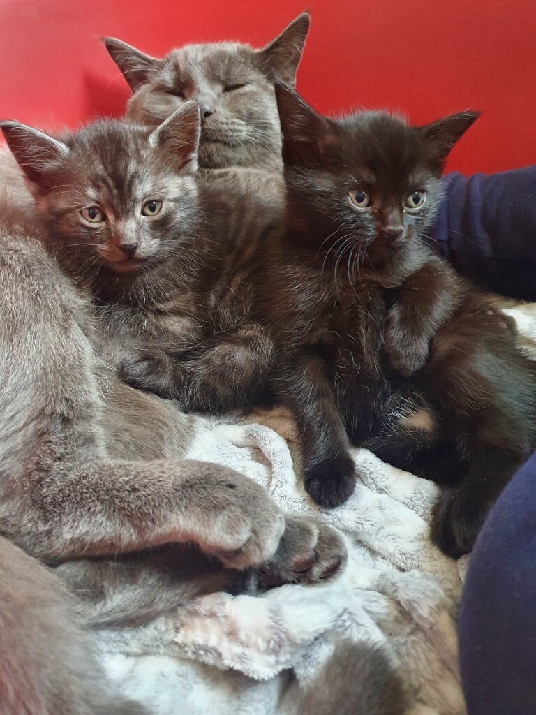 Beautiful 1/4 british blue kittens,ready in 2weeks NOW BOTH SOLD in