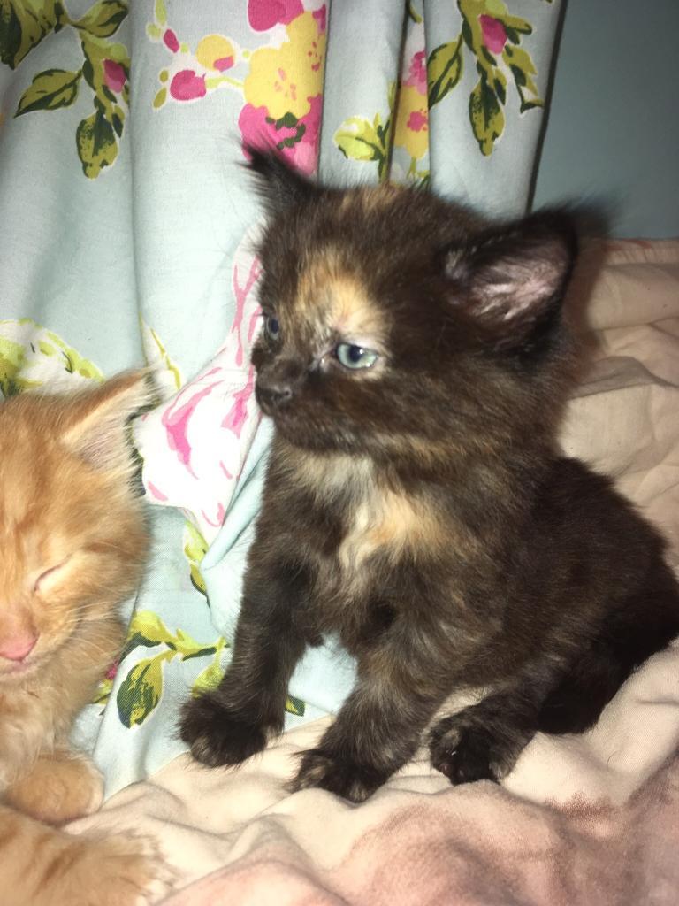 Female Kitten in Port Glasgow, Inverclyde Gumtree