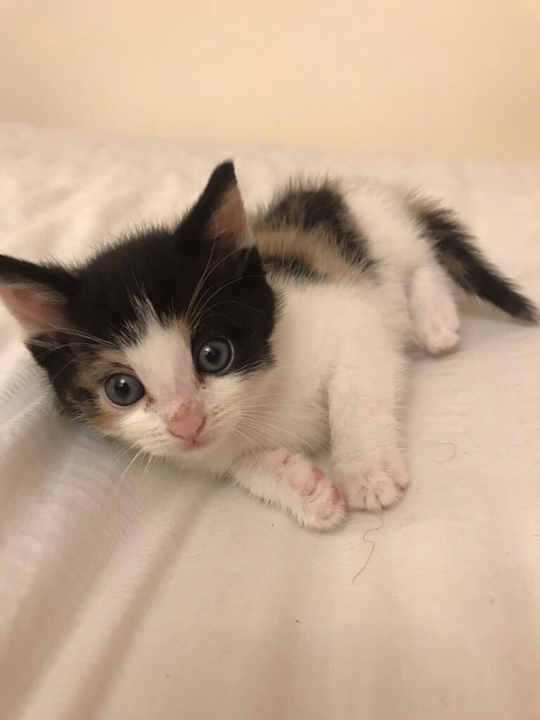 1 Beautiful Kitten for Sale [Girl] [£250] in East London, London