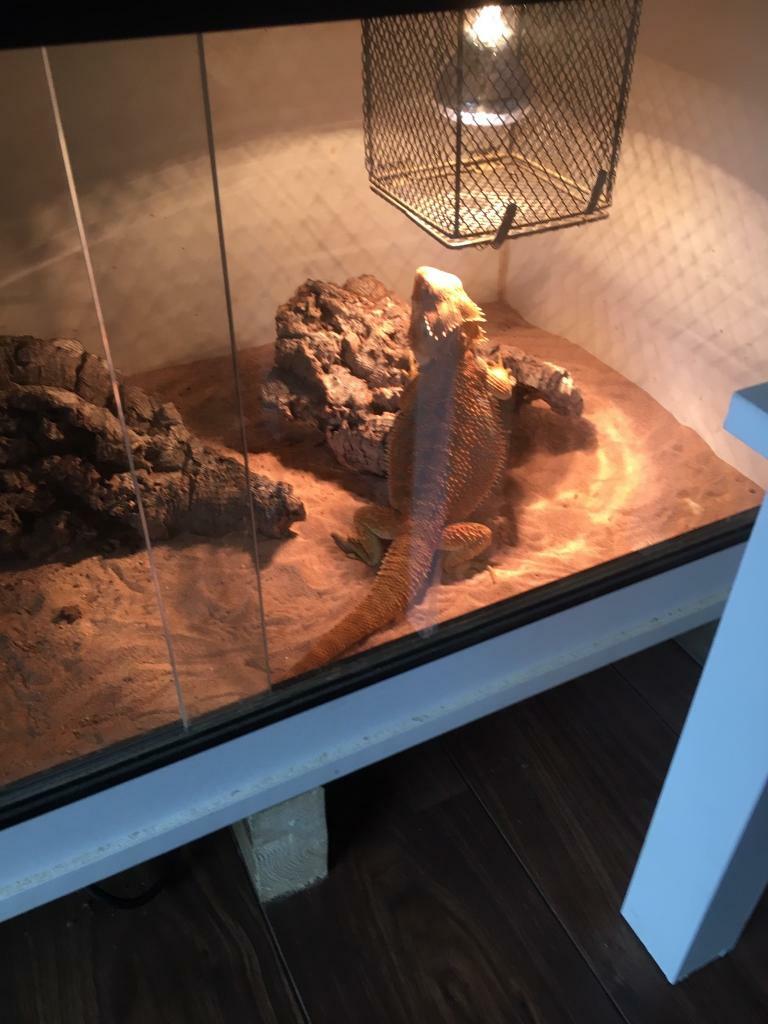 Bearded Dragon In Gosport Hampshire Gumtree