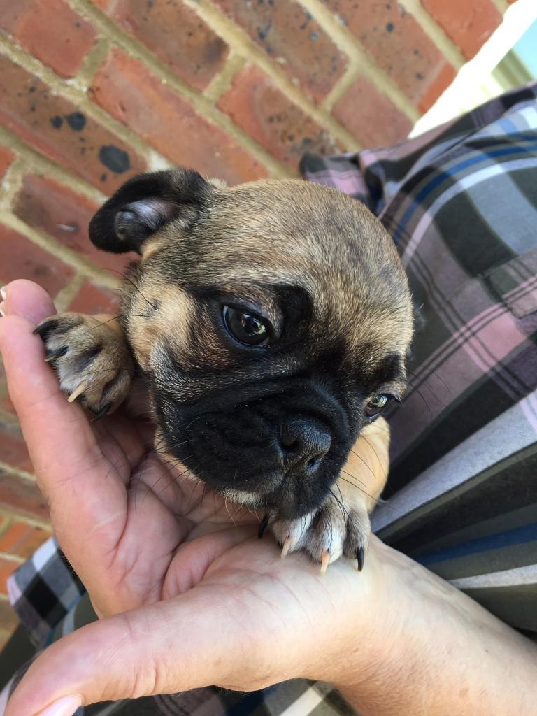 Frug Girl Puppy for sale ( frenchbulldog cross Pug ) in Norwich