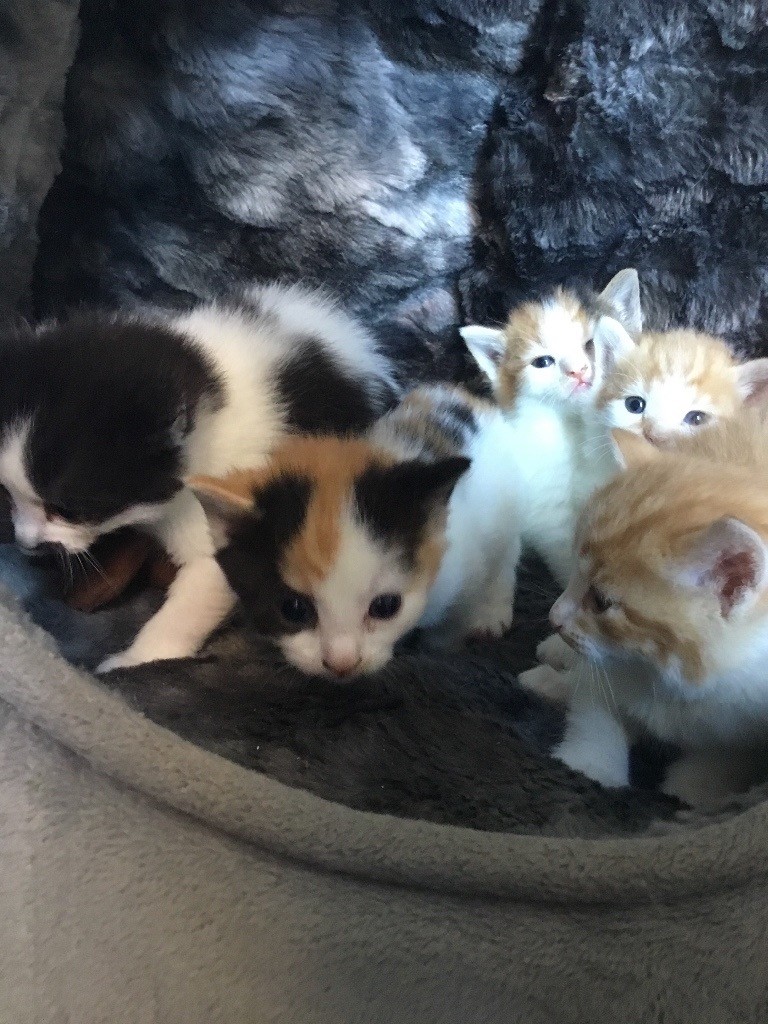 Adorable cute calico tortie ginger blsck white mixed dalmation kittens