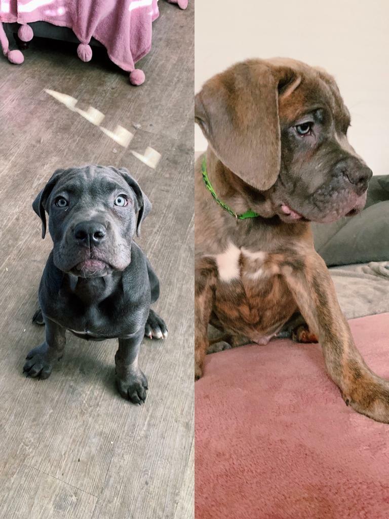 2 Beautiful male blue and brindle cane corso puppies for sale in