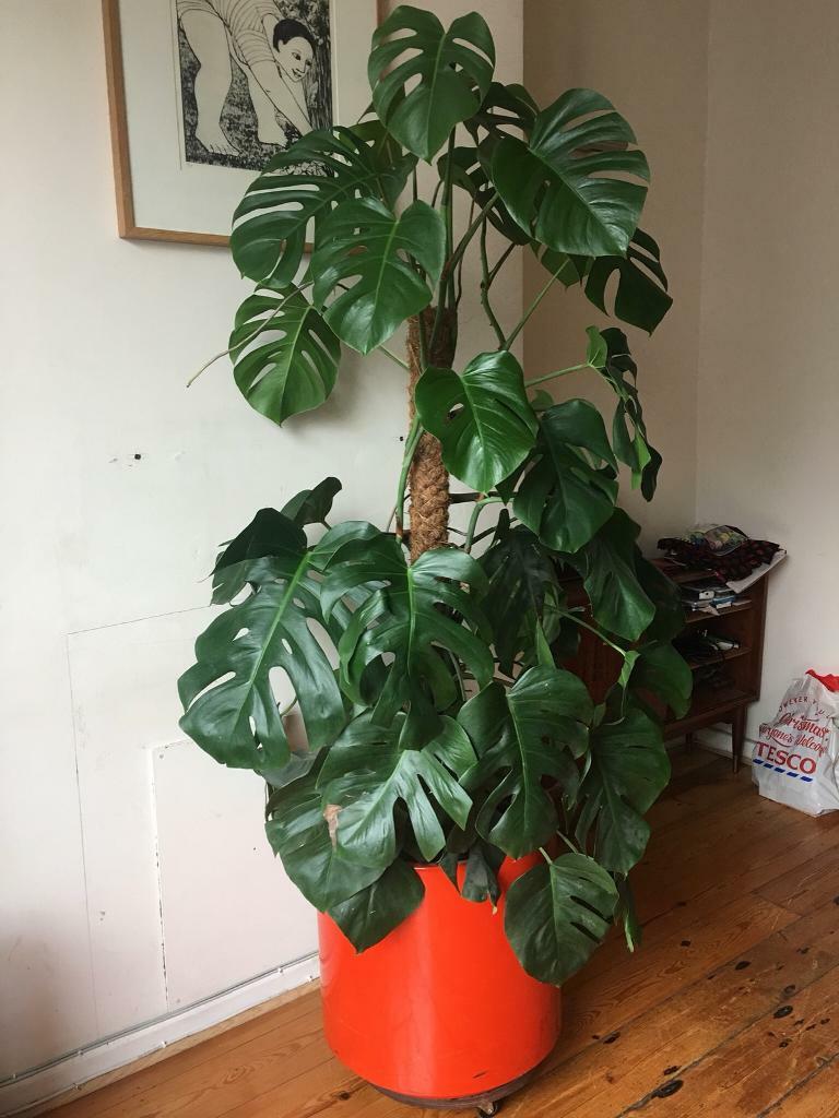 Large cheese plant in Bedminster, Bristol Gumtree