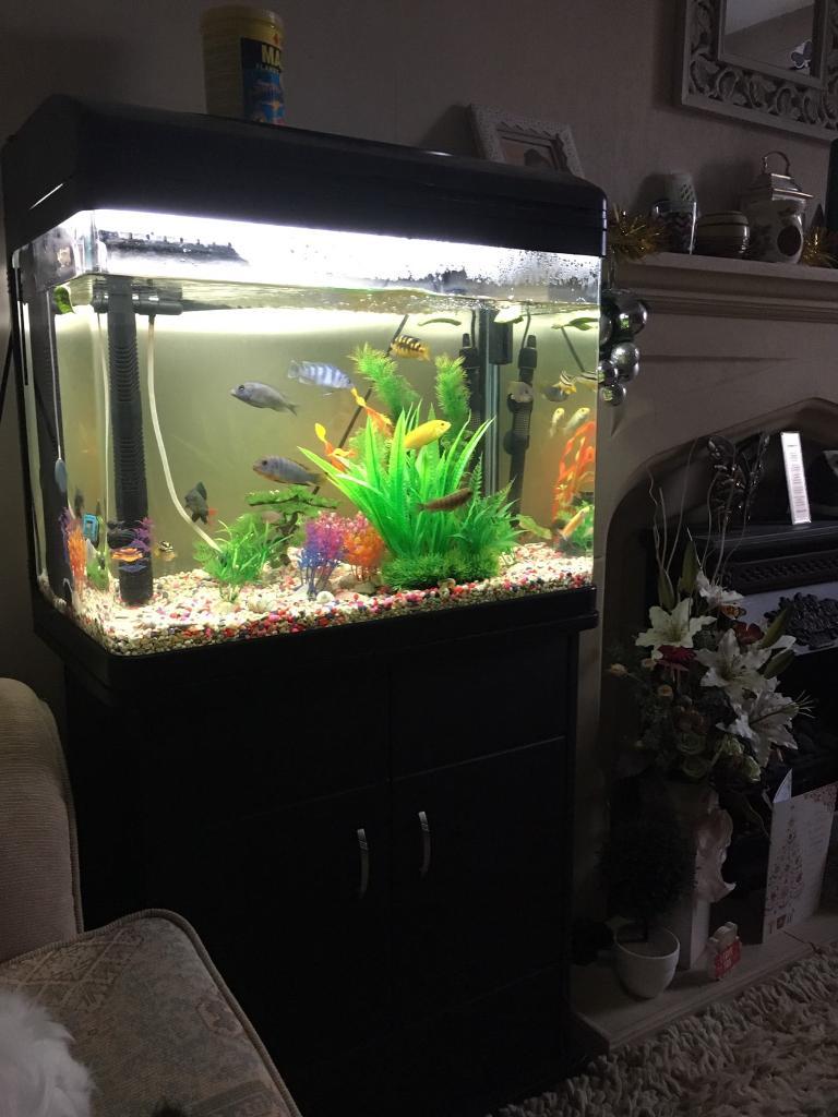 Lovely Tropical Malawi / African cichlids Fish Tank setup in