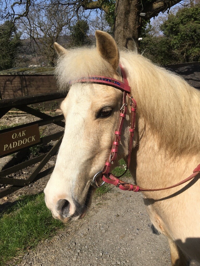 Stunning pony palomino 11.2hh with tack and rug in Pontardawe