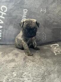 image for Beautiful Brindle Pug Puppies