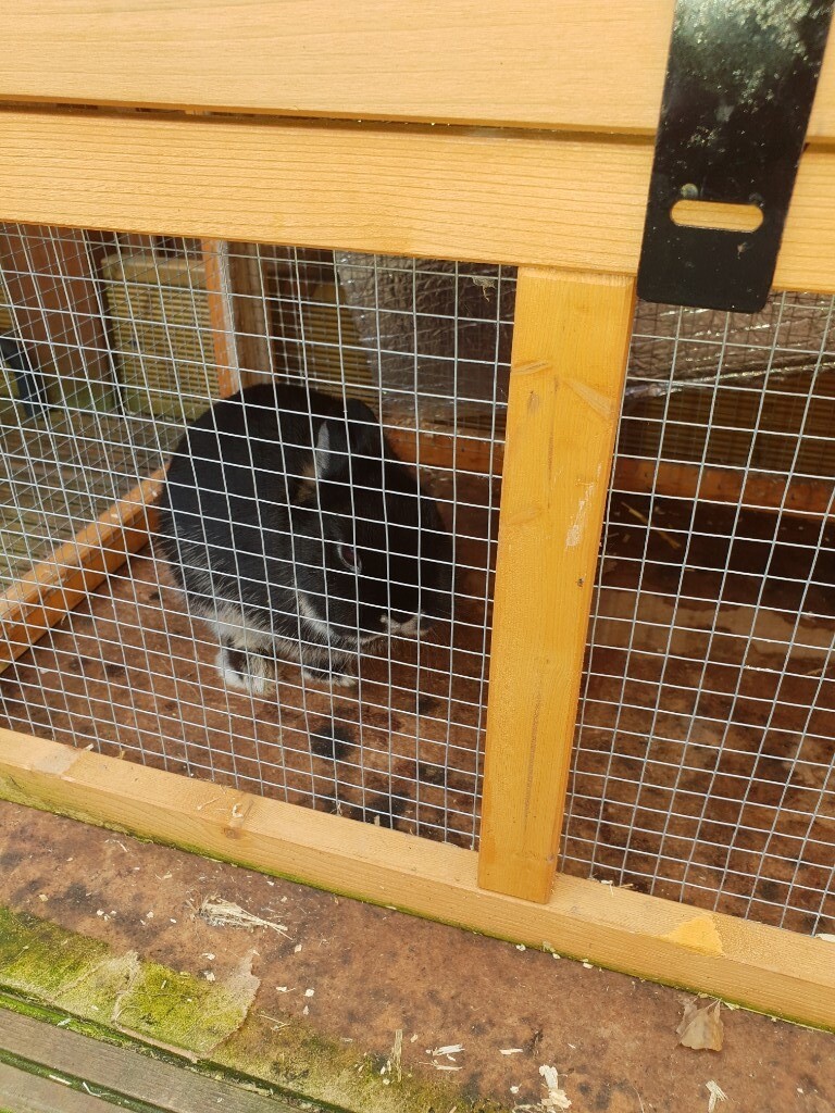 Dwarf rabbit, cage and supplies in Houghton Le Spring, Tyne and Wear