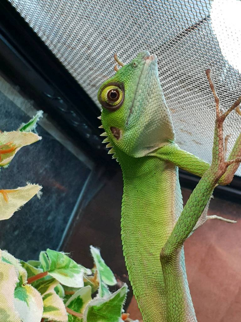 Green crested lizard in full set up in Blackley, Manchester Gumtree