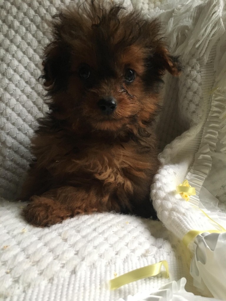 Pomeranian cross poodle for sale in Hartlepool, County Durham Gumtree
