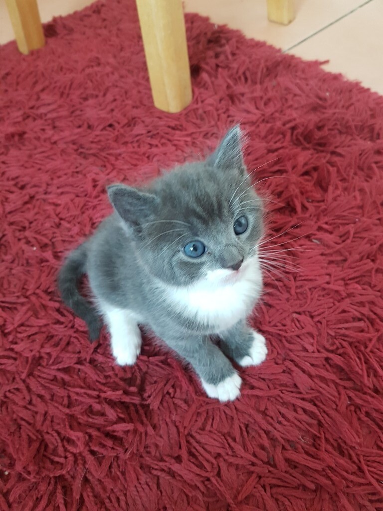 3 adorable kittens looking for loving homes in Bournemouth, Dorset