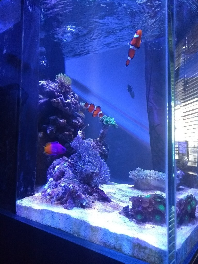 Aqua One Mini Reef 90 Marine Tank Aquarium in Biggleswade, Bedfordshire Gumtree