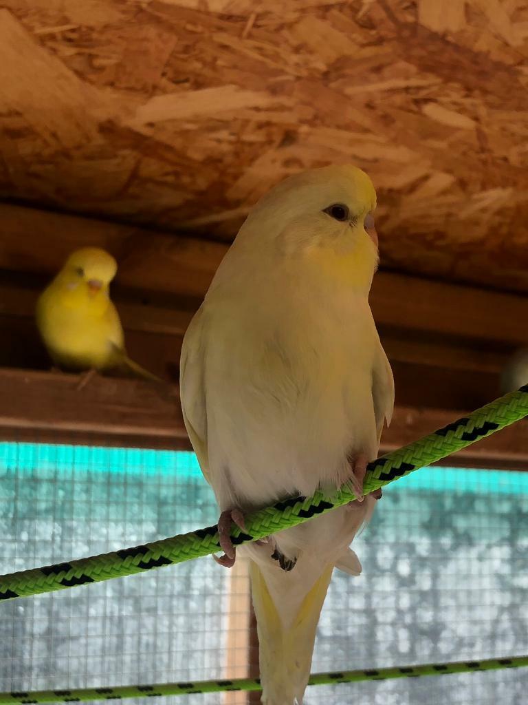 Baby budgies in Craigleith, Edinburgh Gumtree