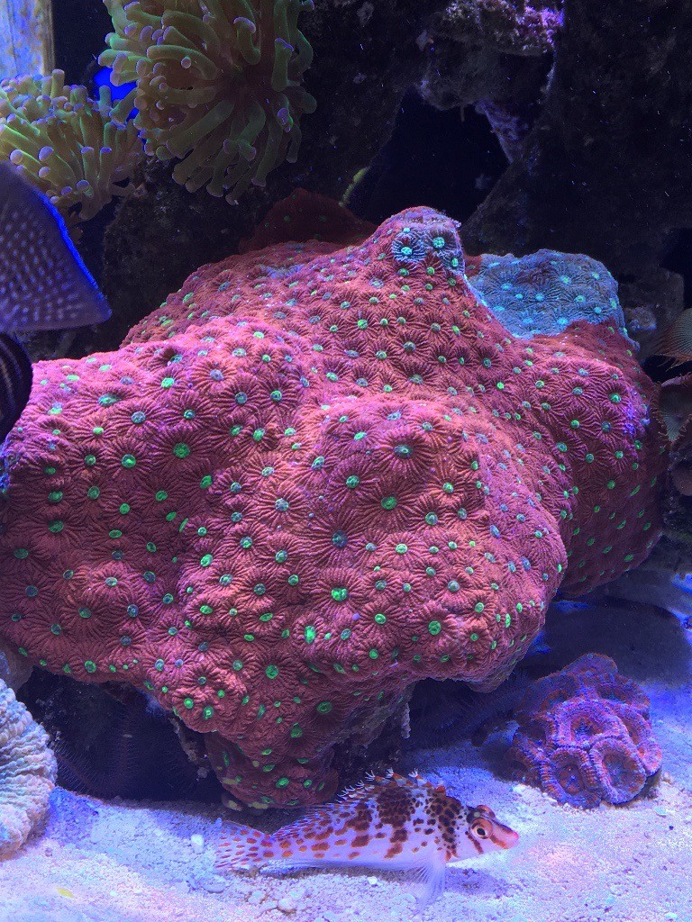 Marine Corals for Sale in Norwich, Norfolk Gumtree