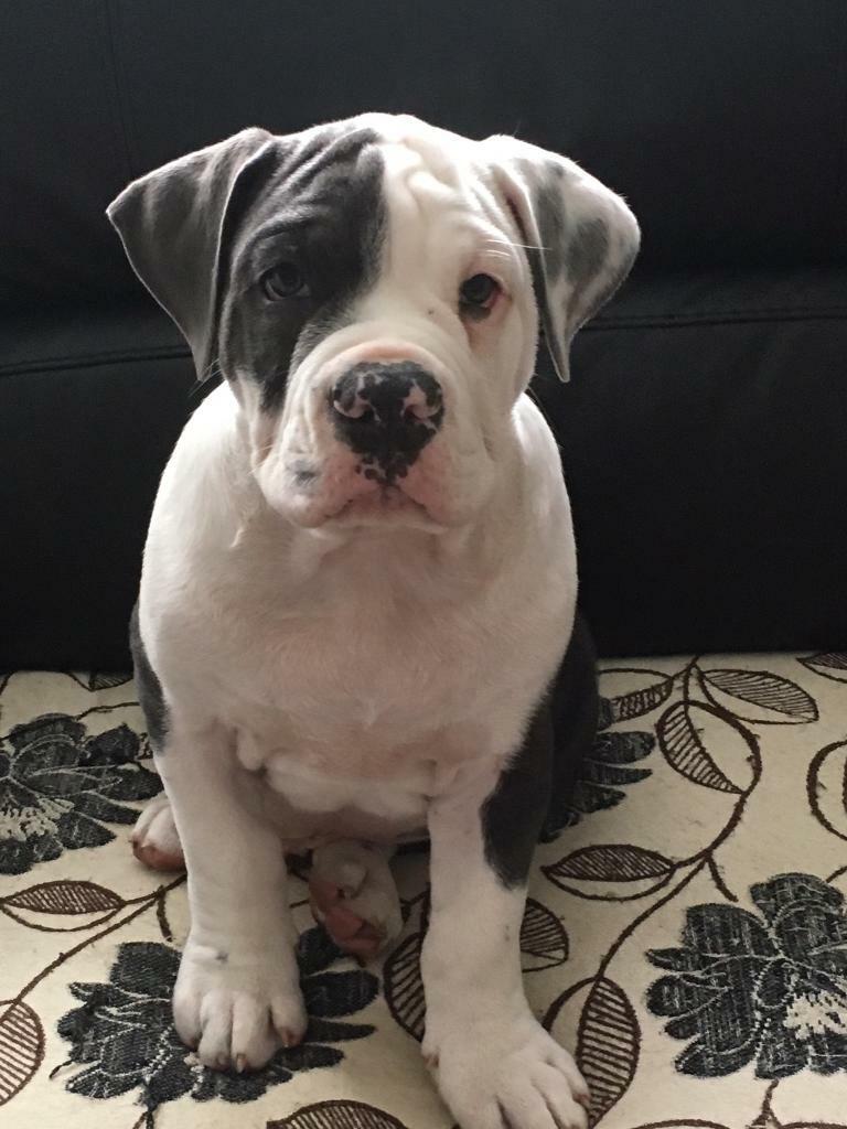 Olde tyme bulldogs in Durham, County Durham Gumtree