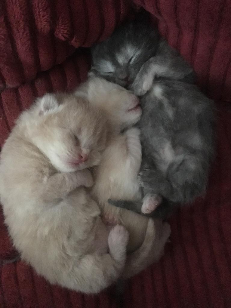 Half Persian kittens in Exeter, Devon Gumtree