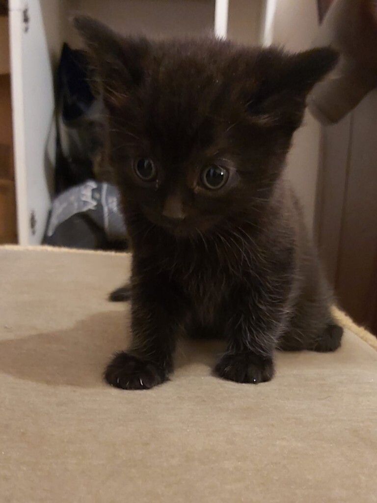adorable kittens in North London, London Gumtree
