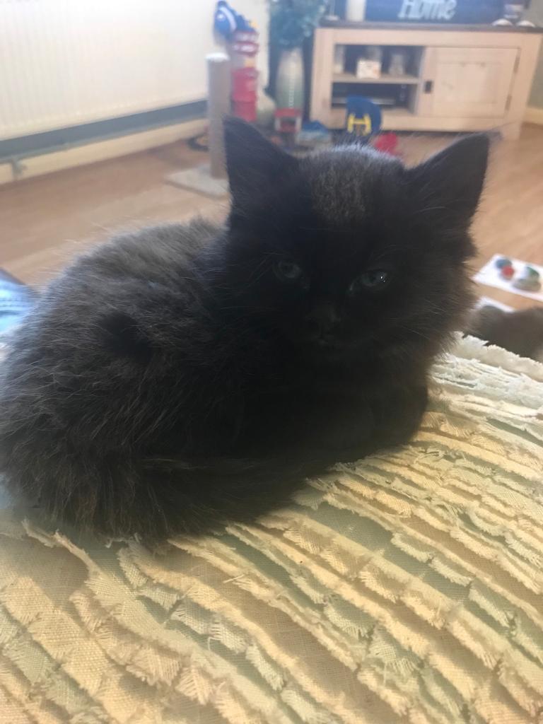 stunning cross Ragdoll boy kitten in Eye, Cambridgeshire Gumtree