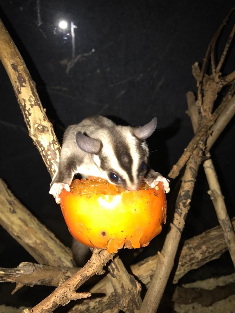 Young pair Sugar Gliders in Leeds, West Yorkshire Gumtree
