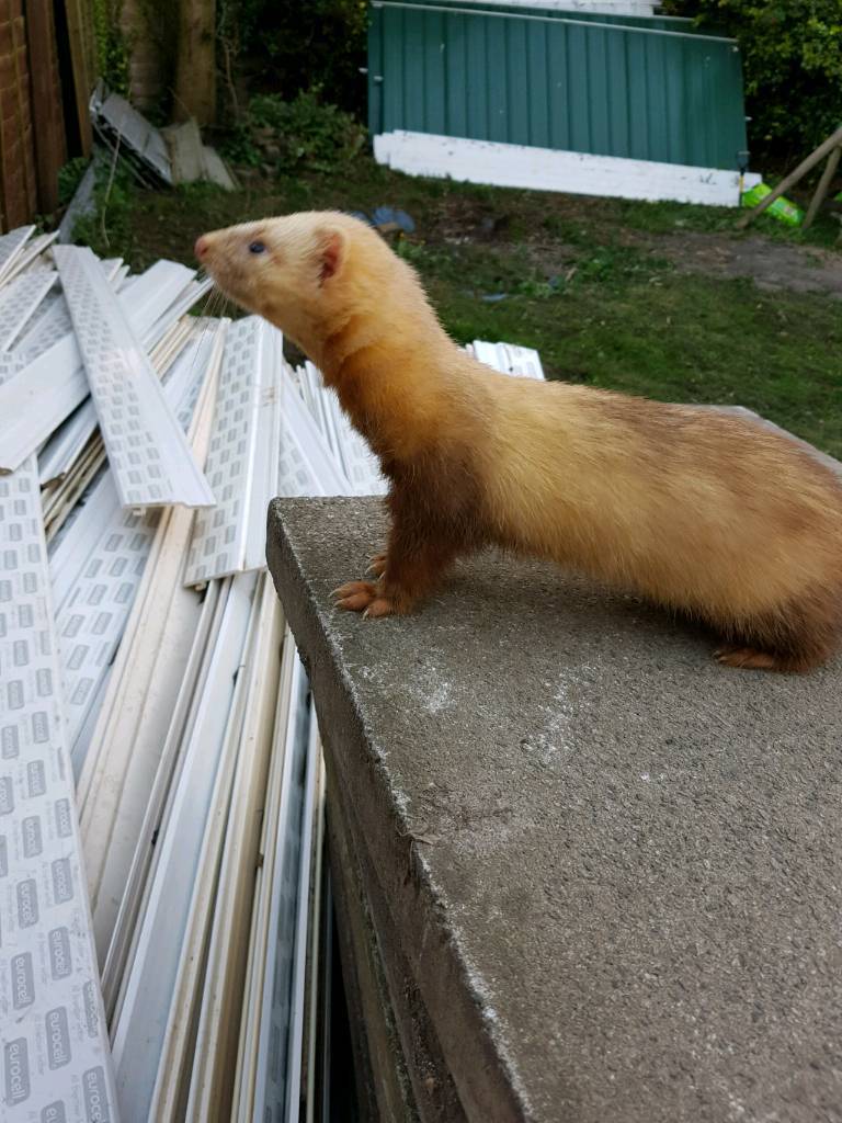 Ferret for sale in Durham, County Durham Gumtree