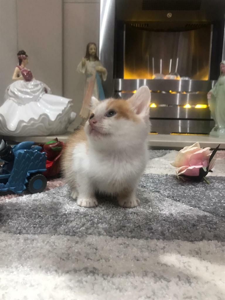 8 weeks old kittens for sale all males in Cardiff City Centre