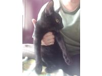 Black kitten 6 month old