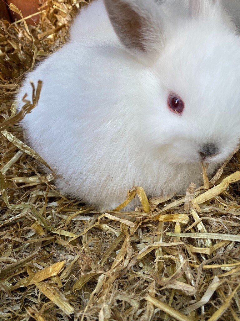 Bunnie rabbits for sale in Rhondda Cynon Taf Gumtree