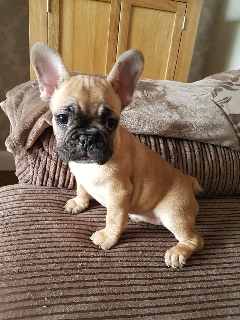 Beautiful chunky Female French Bulldogs triple and quad carriers in