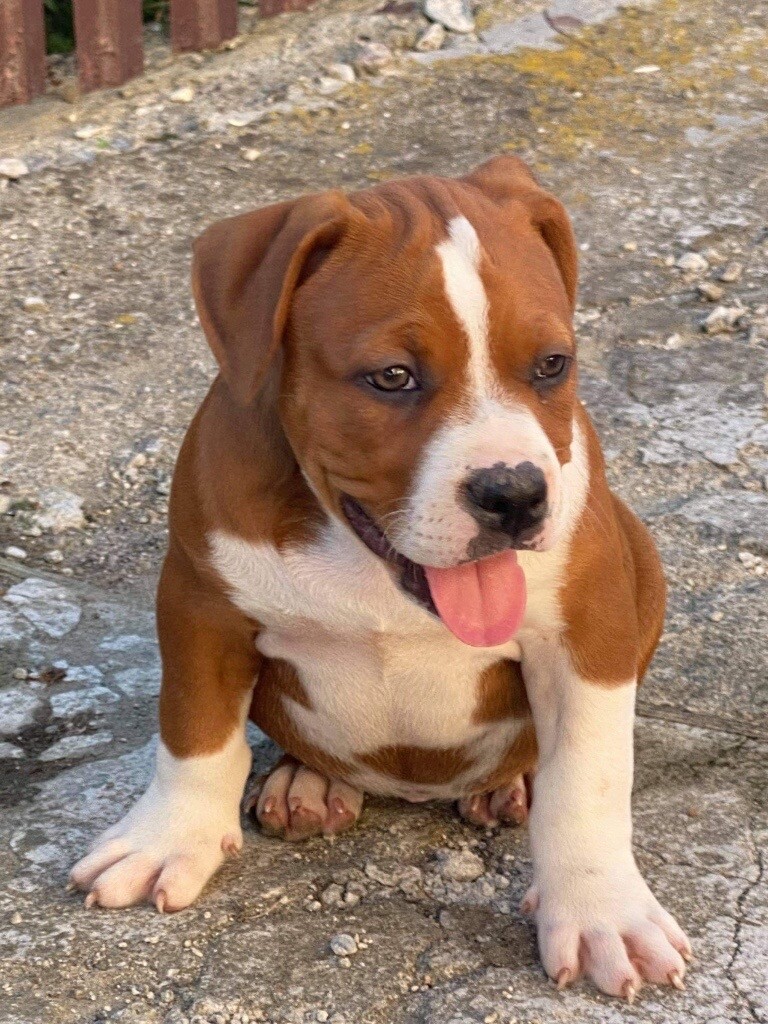 American bully pocket female in Stanmore, London Gumtree