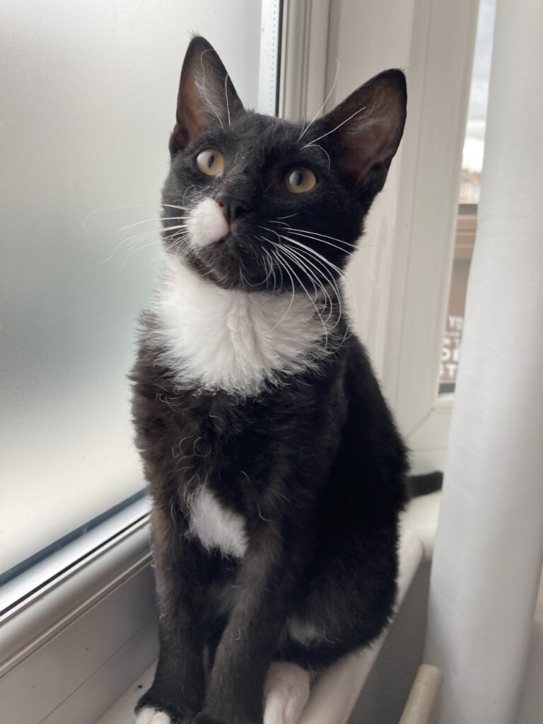 Handsome CurlyCoated LaPerm kitten for sale (male, blackandwhite