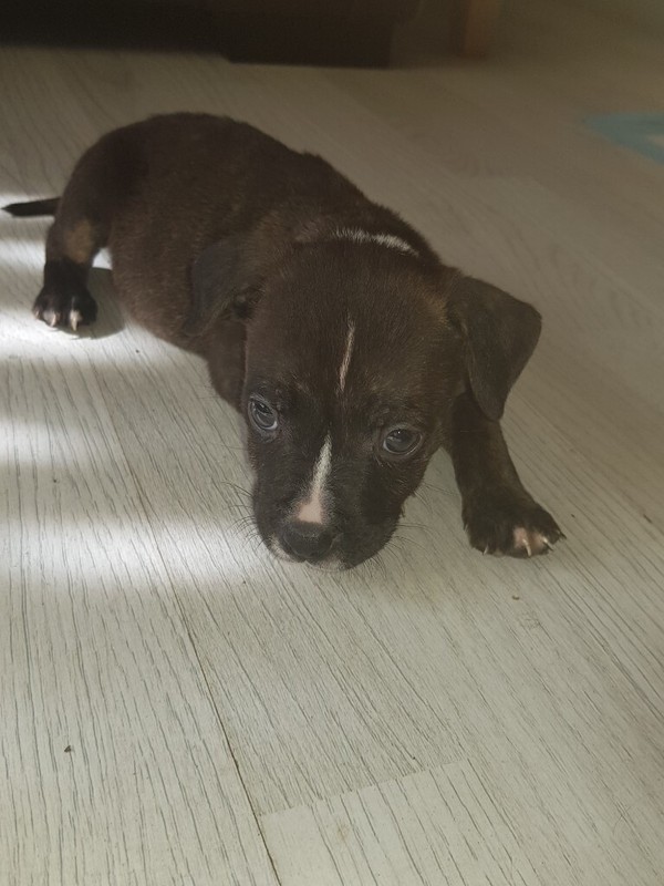 American bulldog cross staff puppies
