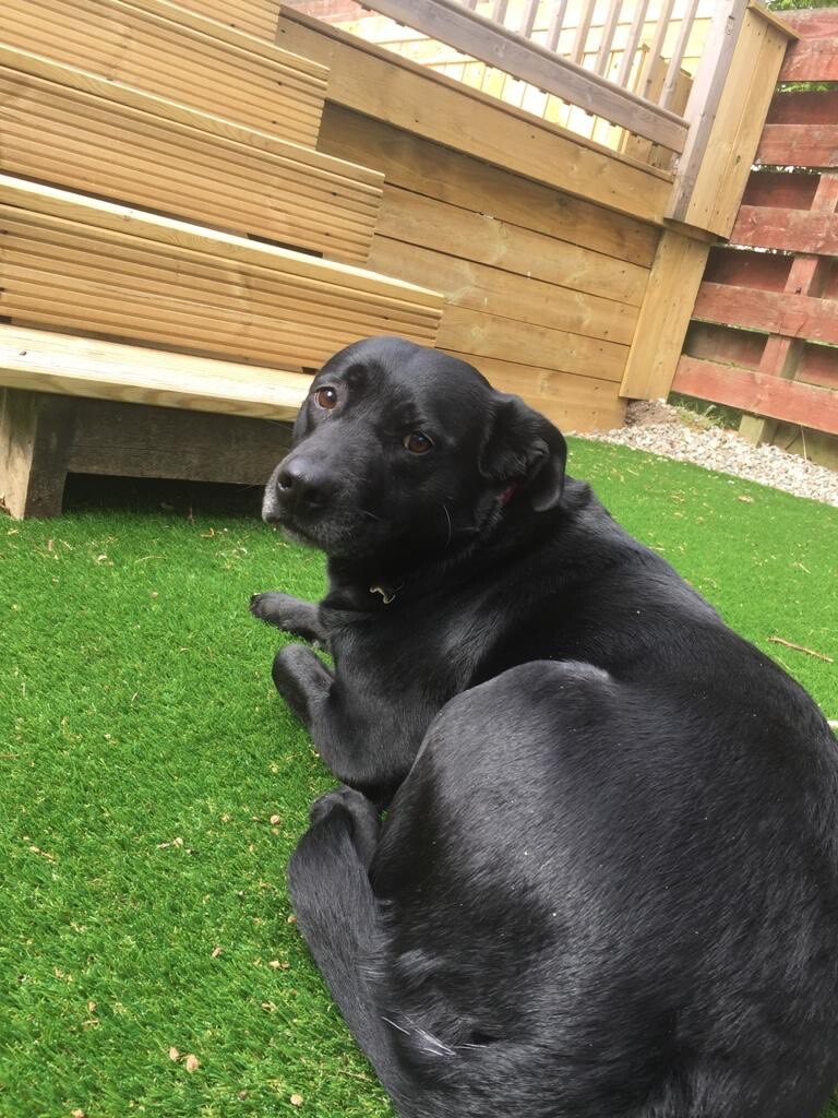 Dog Rehoming in Cumbernauld, Glasgow Gumtree