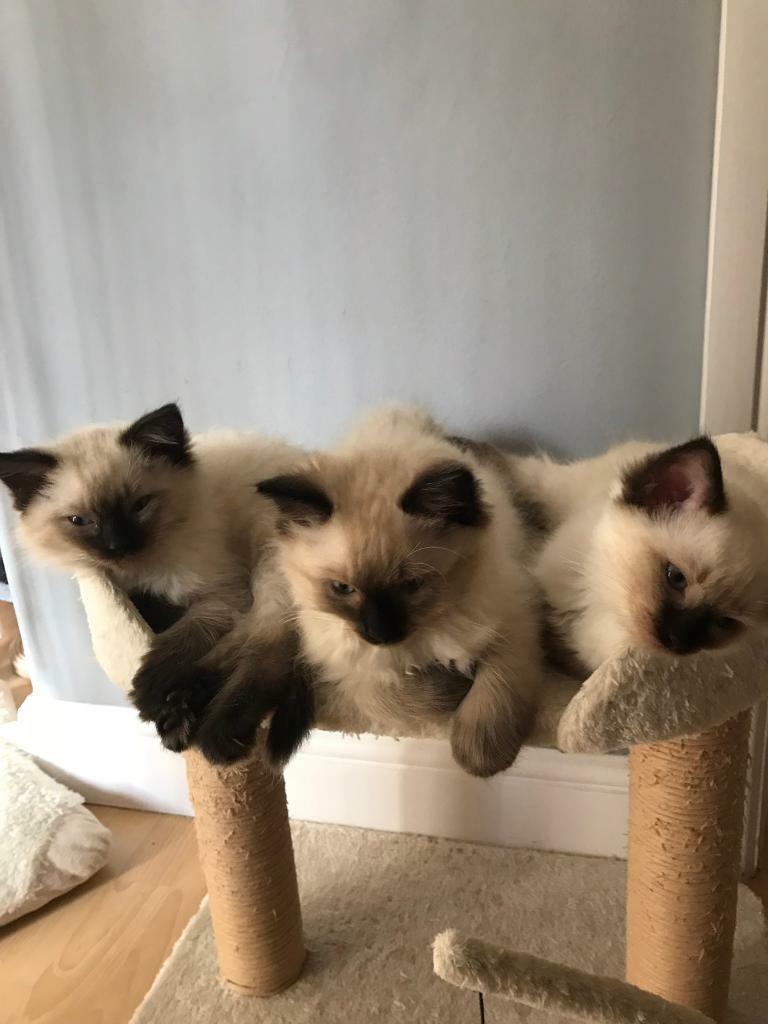 Ragdoll kittens in Oxford, Oxfordshire Gumtree