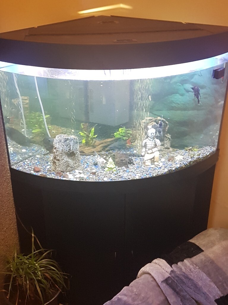 Corner fish tank and stand with all stuff in Uttoxeter, Staffordshire