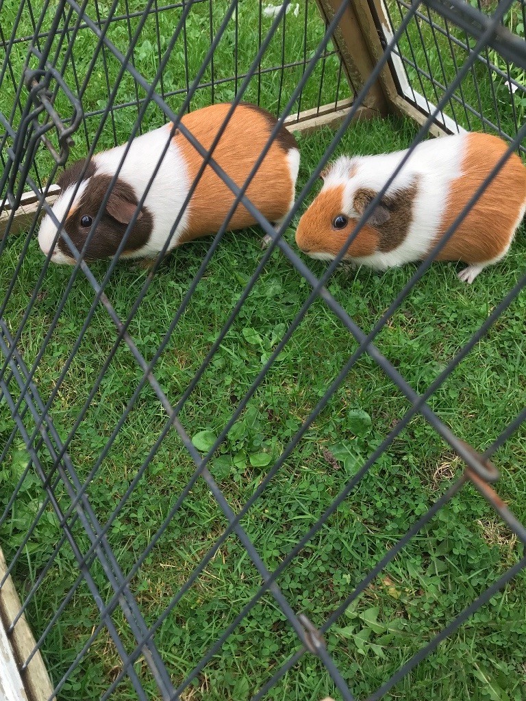 2 male Guinea Pigs, outdoor hutch, thermal cover, indoor hutch and all