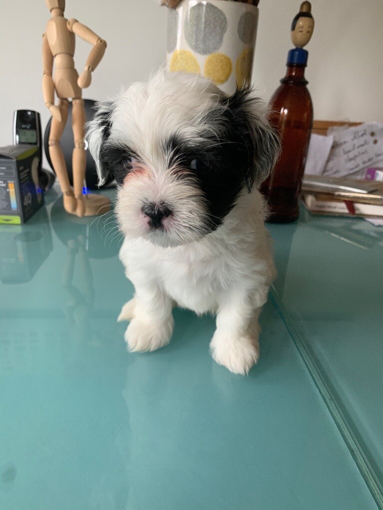 Lhatese (Lhasa Apso X Maltese) Puppies in Camden, London Gumtree