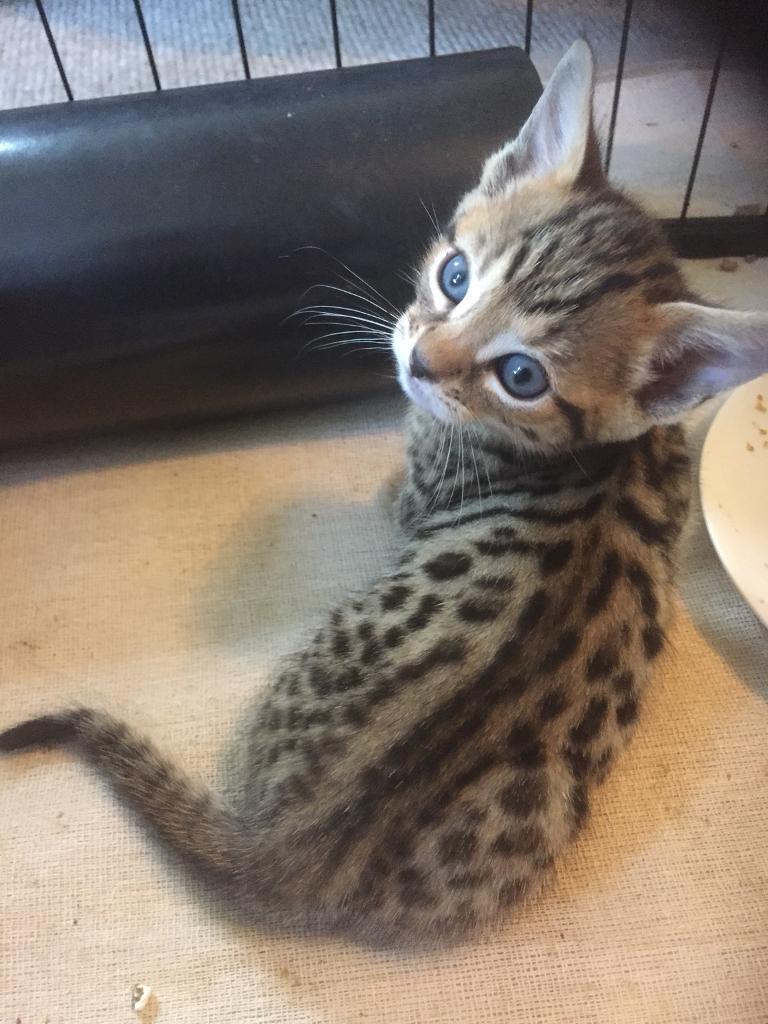 Bengal cross kittens! in Boston Spa, West Yorkshire Gumtree