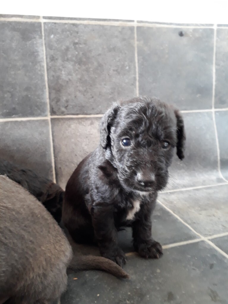 Bedlington x miniature poodle puppies in Norwich, Norfolk Gumtree